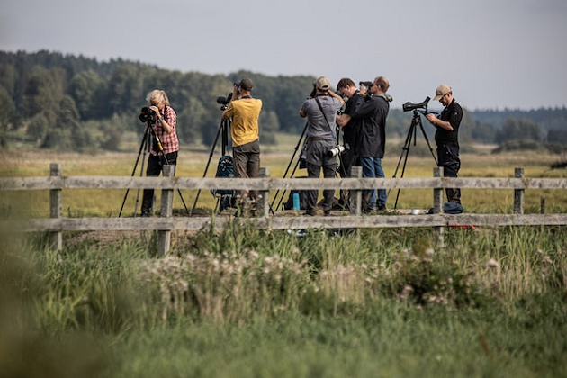 Birdwatching em Portugal