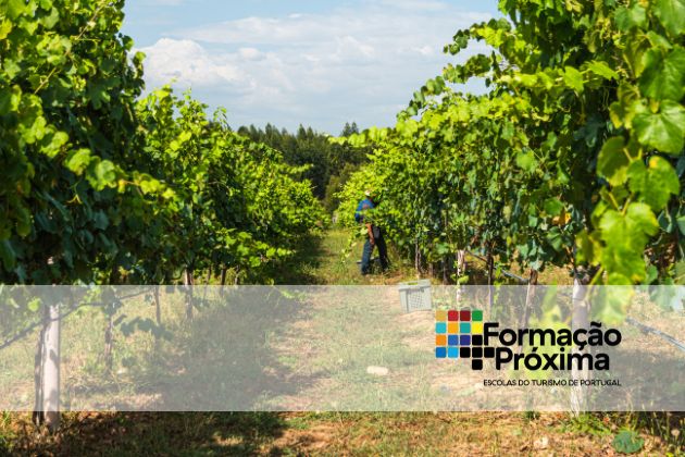 Fundamentos do Enoturismo e o Papel da Rota do Alvarinho